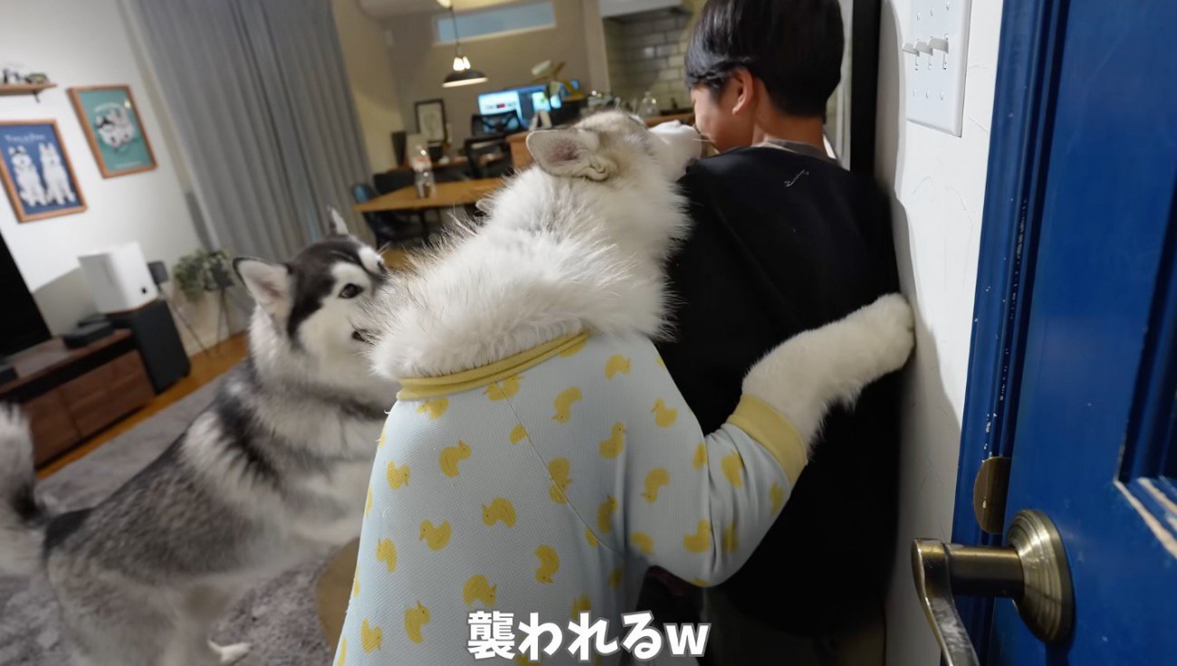 男の子に飛びつくシルバーのハスキー犬