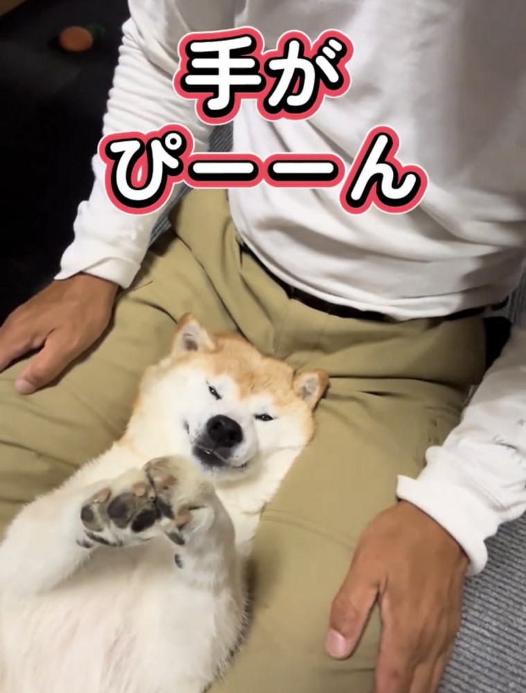 前足を伸ばす犬