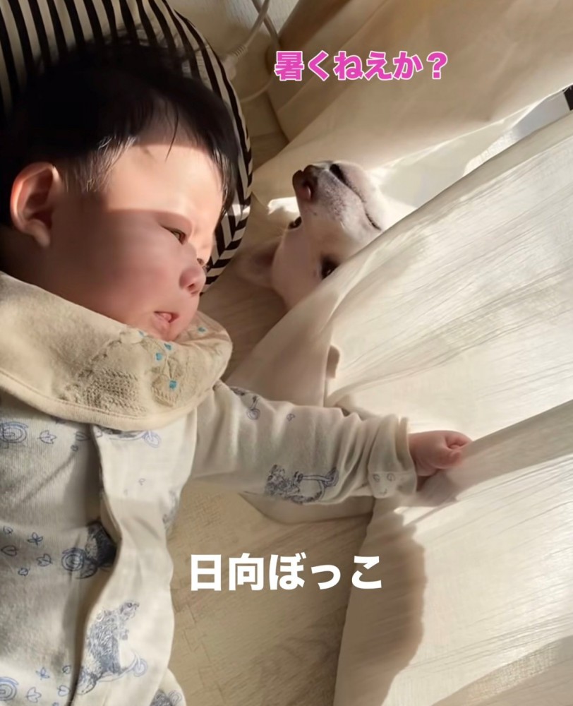 カーテン越しに日向ぼっこする赤ちゃんと犬