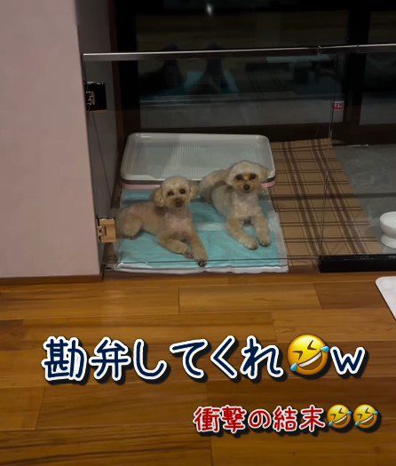 まさかの結末に苦笑い！？