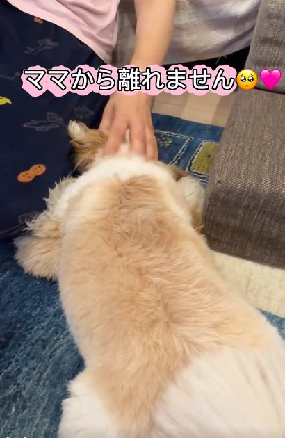 ママにべったりのkokoちゃん