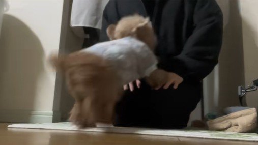 ちびちゃんのお出迎え6