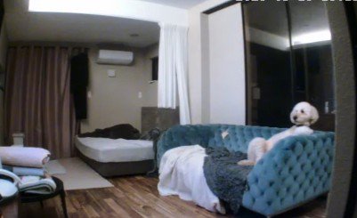 留守番を楽しむ姿に爆笑♪