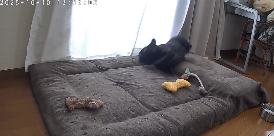 マットレスの上で跳ねるフレンチブルドッグ