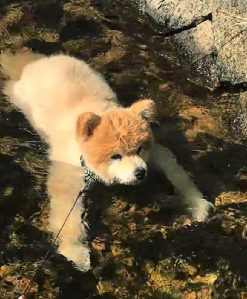 川の中に入って浮かんでいる犬
