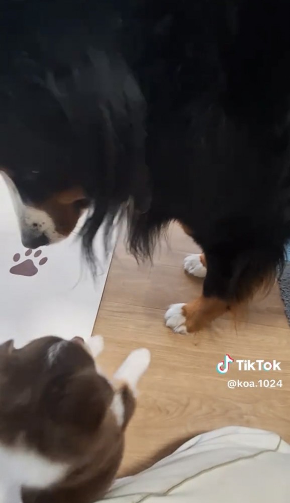 見つめ合う2匹の犬