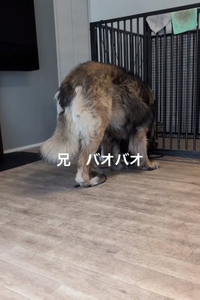 お兄ちゃんのバオバオくん