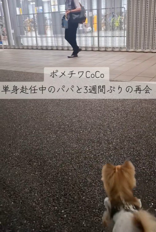 CoCoちゃんとパパさんの再会