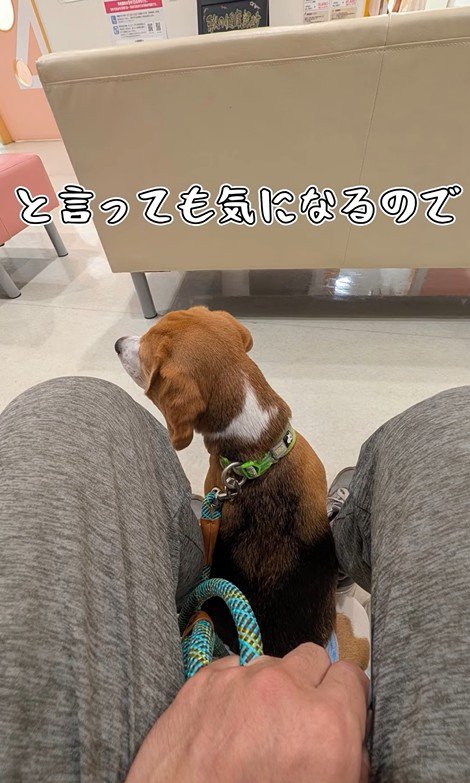 足をかばうこま君6