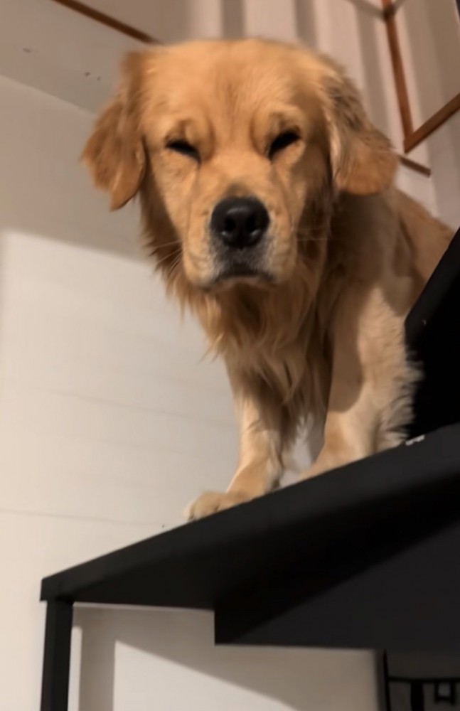 寝起きのゴールデンレトリバー2