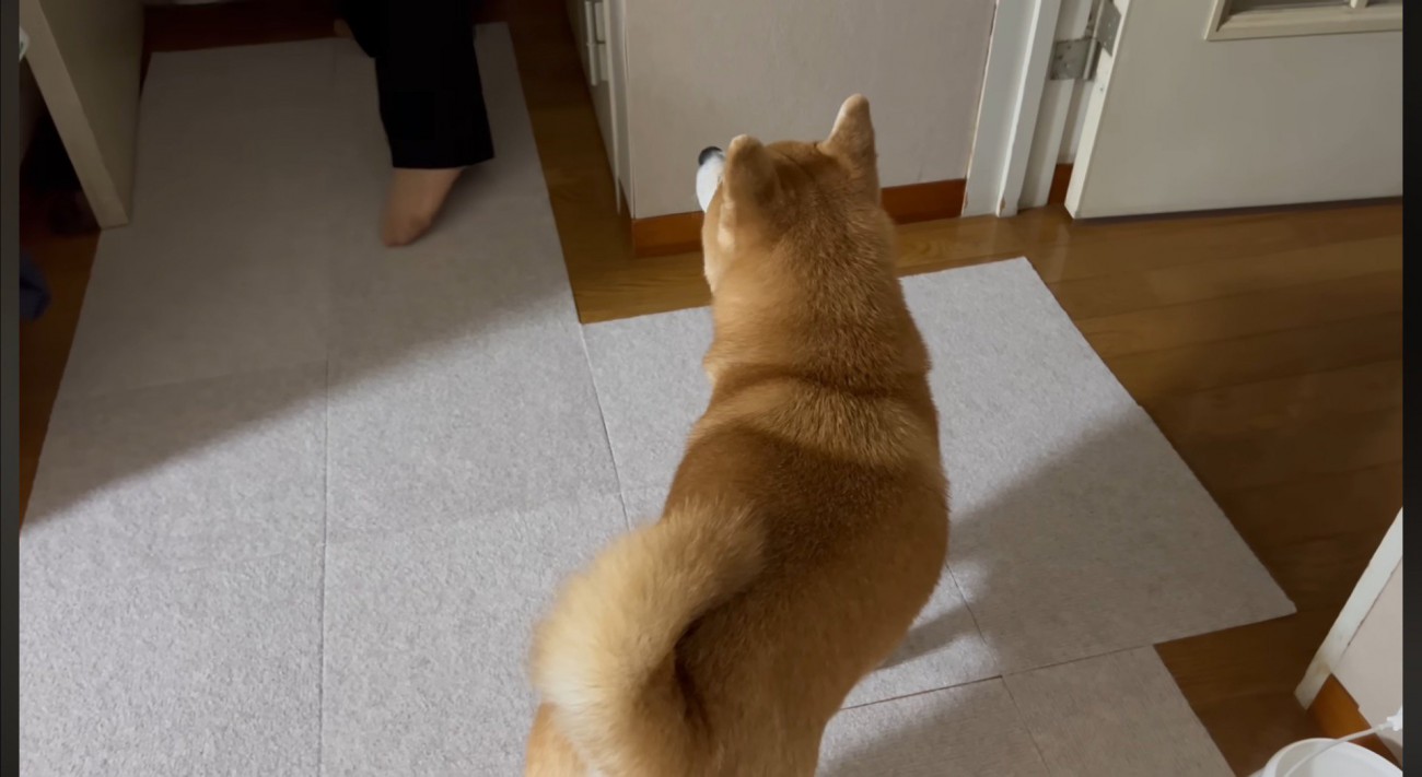 飼い主たちを見つめる犬