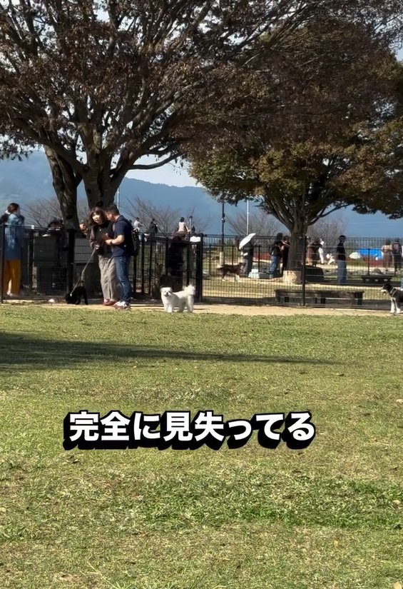 飼い主さんを間違えたピコちゃん