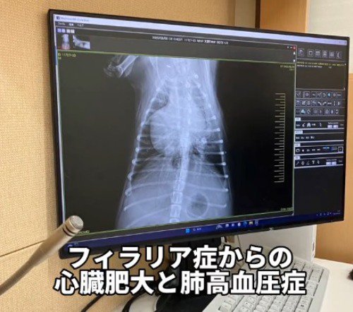 犬の腹部を撮ったレントゲン