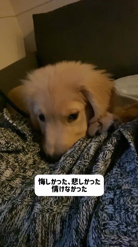 布団に顔を埋める子犬