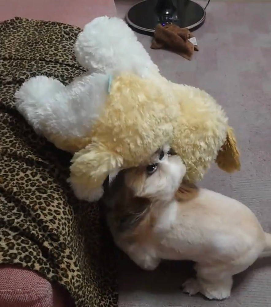 ソファにぬいぐるみを乗せようとする犬