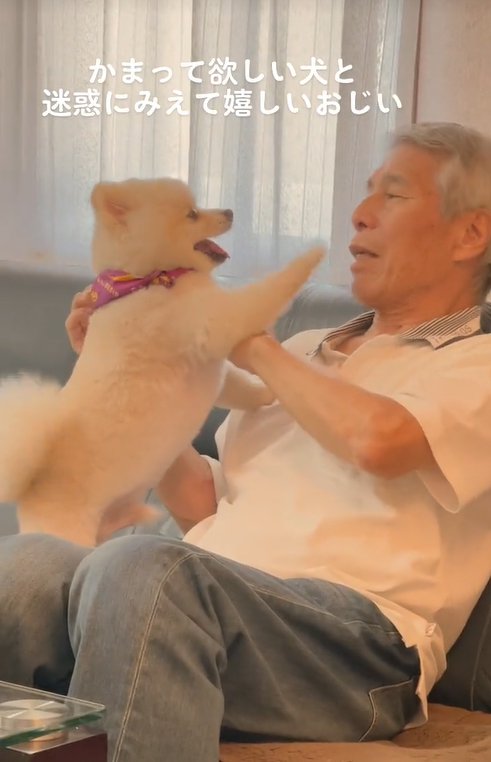 おじいちゃんに構ってほしい小型犬