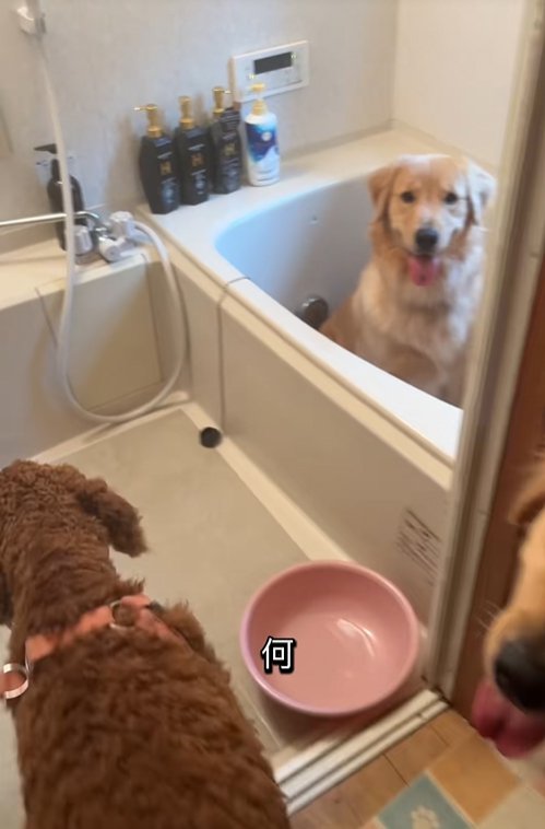 浴槽の中にいる大型犬