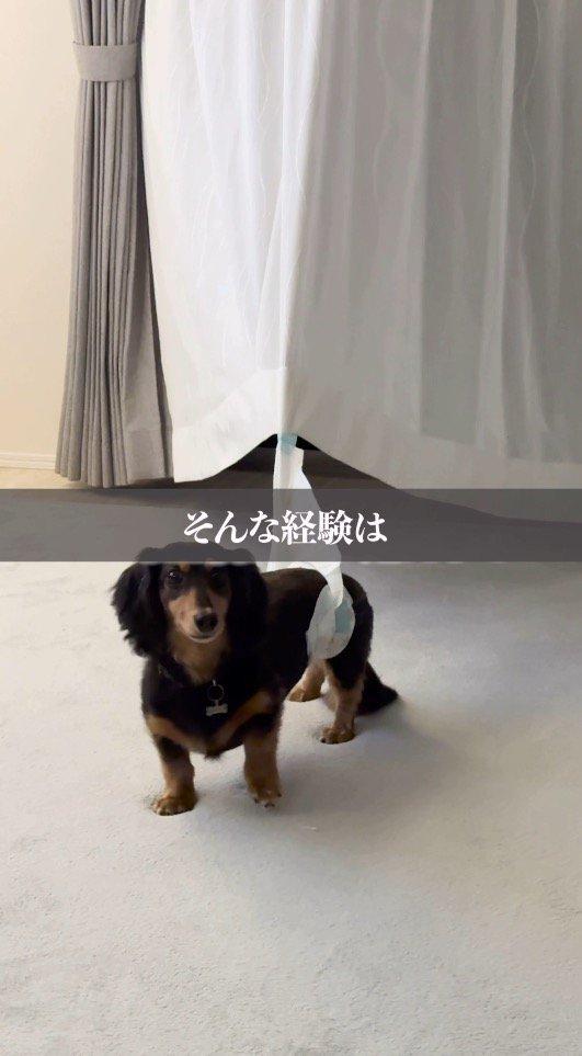 カーテンにおむつのテープがくっついて動けない犬