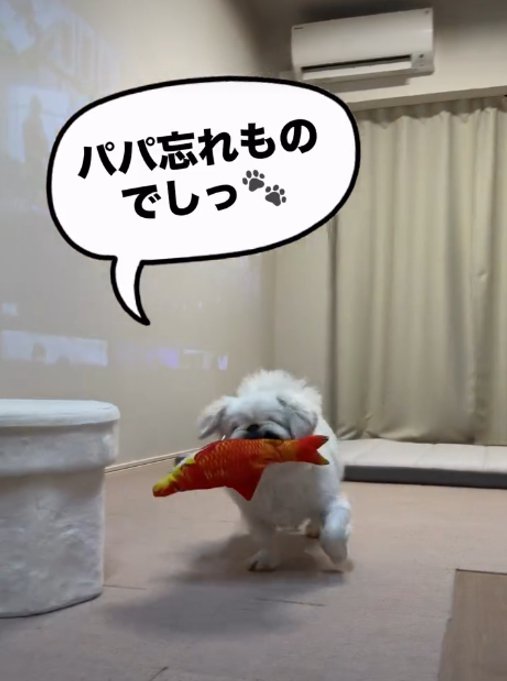 おもちゃをくわえる犬