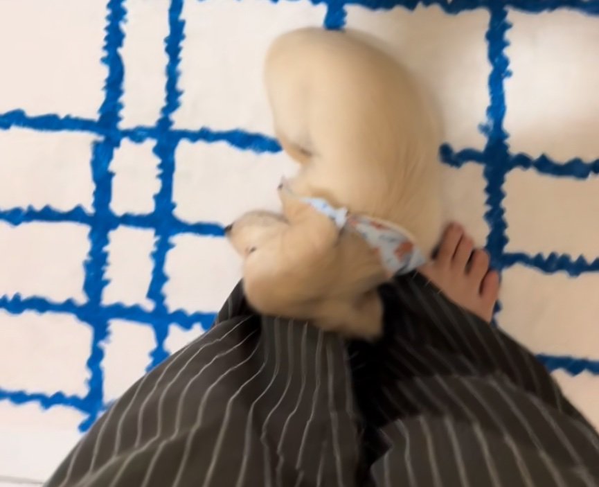 足の上に顔を乗せる子犬のアップ