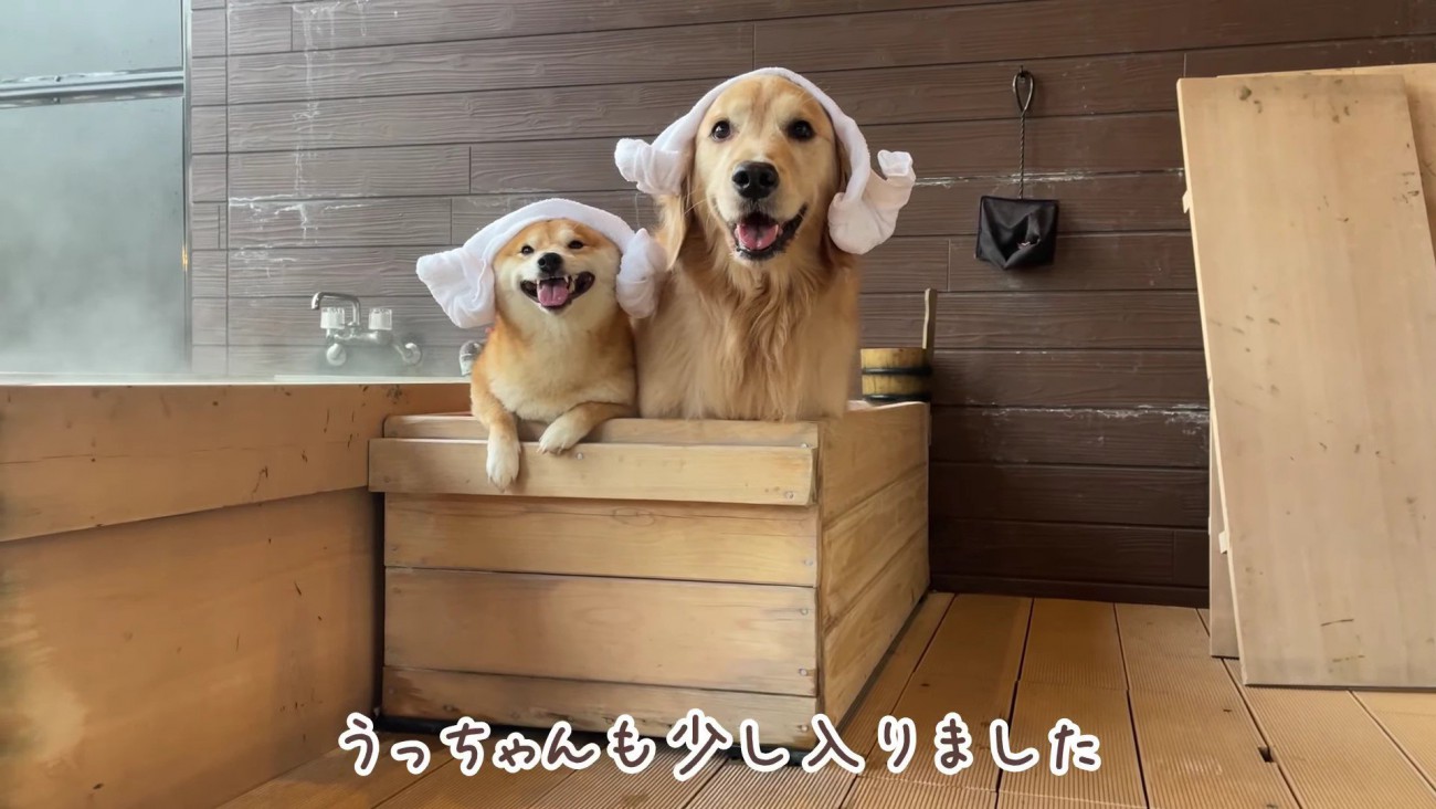 わんこ用の温泉を楽しんだ♪