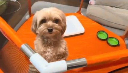 サークルの中のニコちゃん