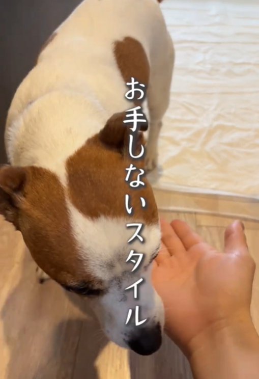 目を伏せる犬1