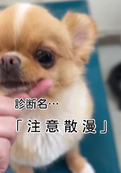 なんと『注意散漫』！！