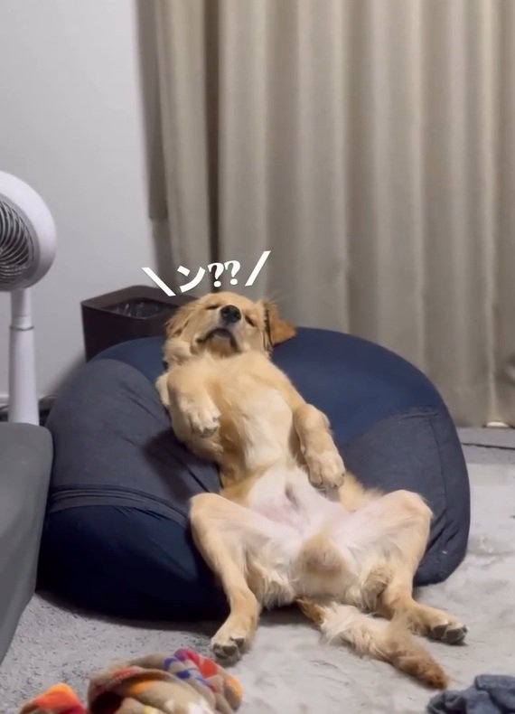 視線だけ送るロキくん