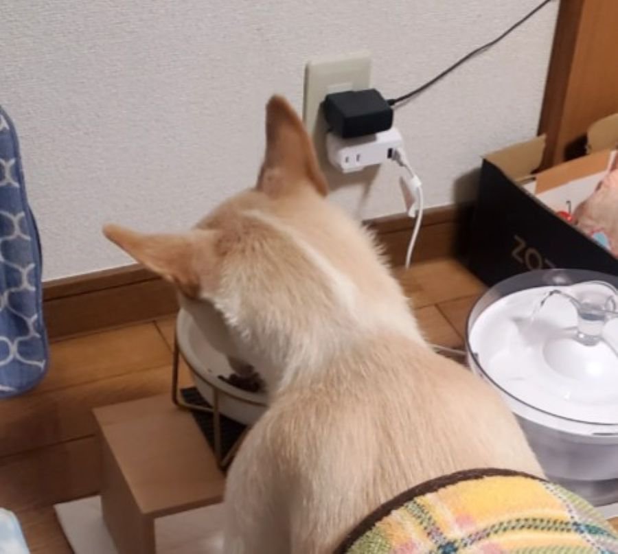 お食事中のワンコ