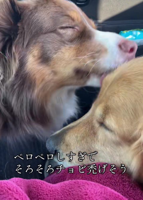 姉に甘えるコロちゃん