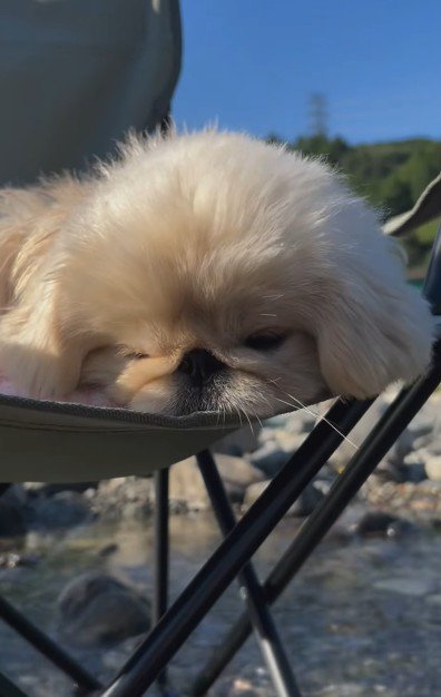 簡易チェアでお昼寝♪