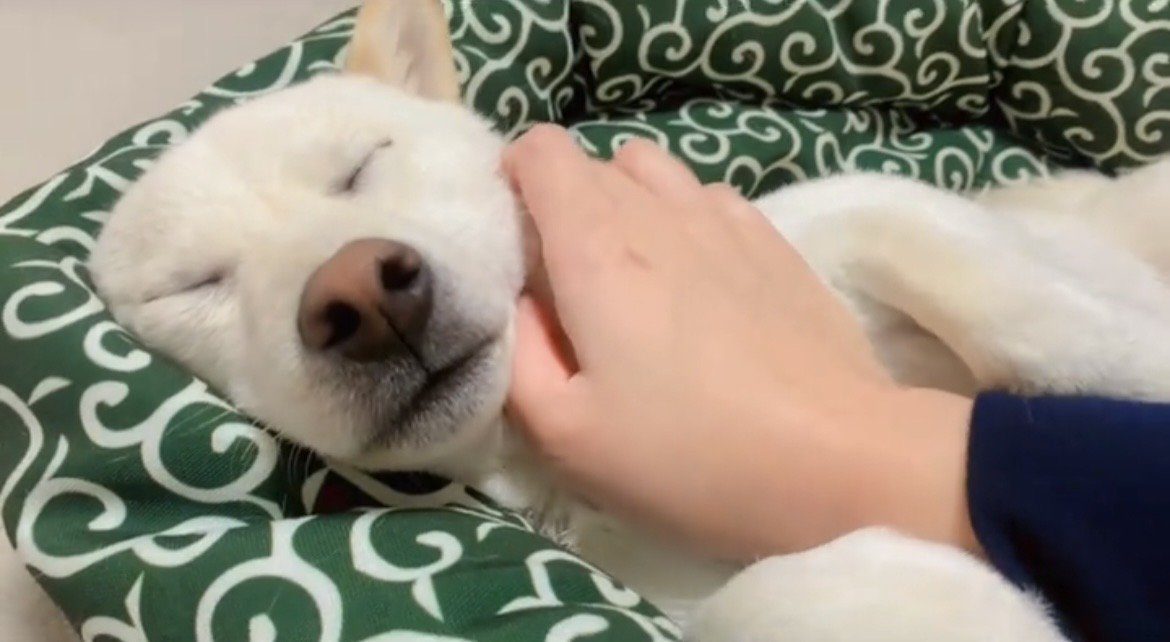 優しく撫でられてうっとりする犬