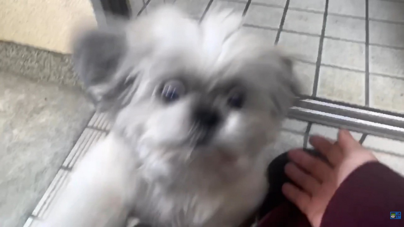 てんぽさんの熱烈歓迎3