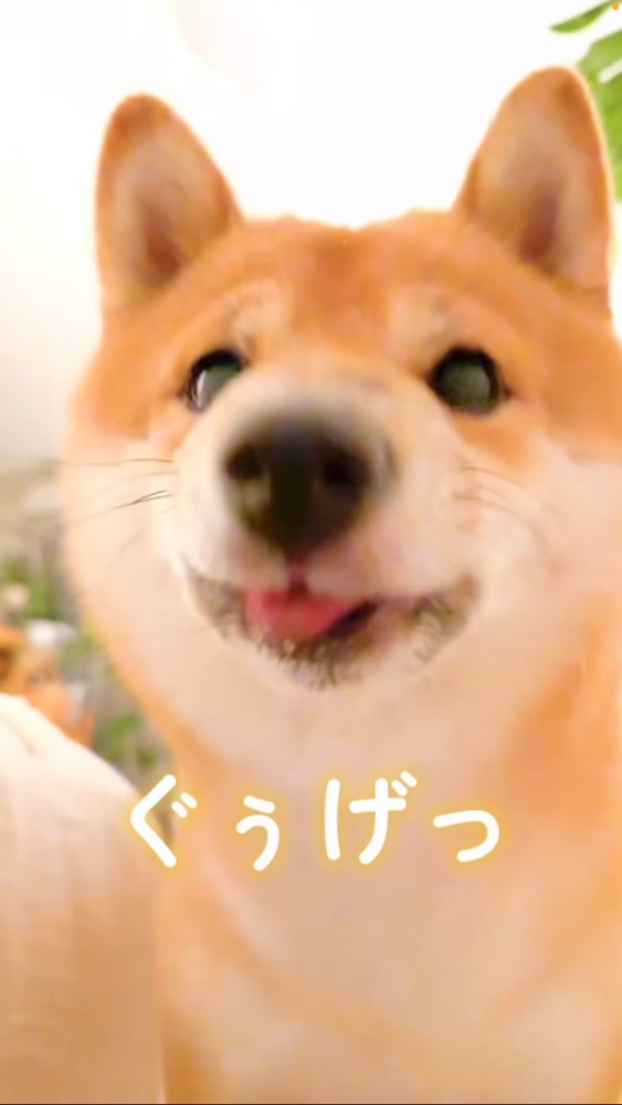 ゲップをする豆柴