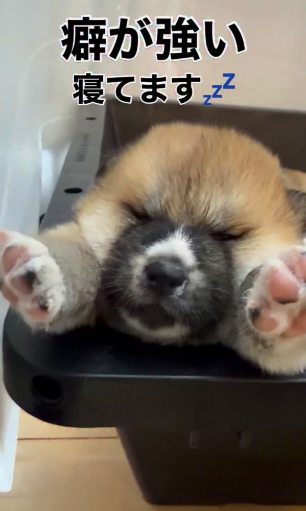 ケースのフチに両前足を乗せる子犬