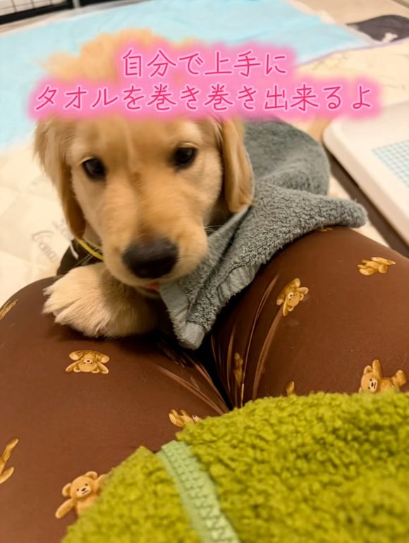 タオルを巻きつけるかんくろう君