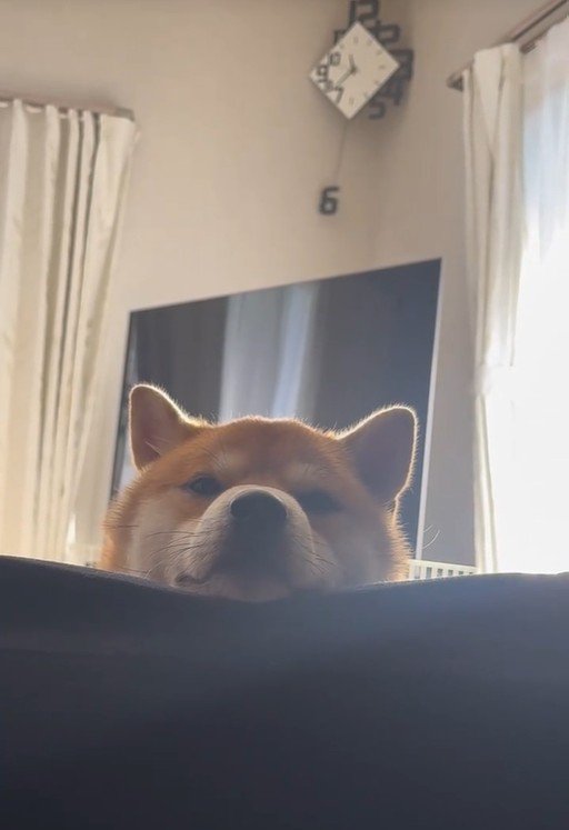 寝ている飼い主さんをじーっ