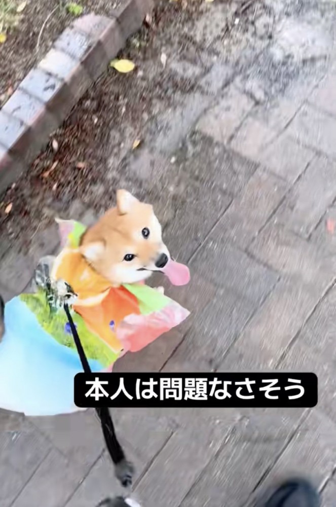 「さんぽたのしいよ！」