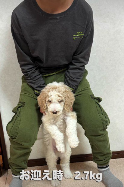 2キロのパピーをお迎え
