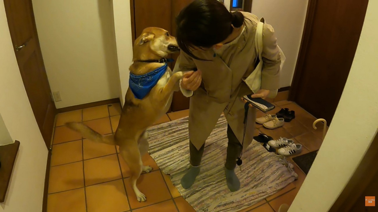 家族が出かける日のワンジローくん9