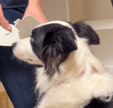 壊れたゴミ箱の破片を見る犬