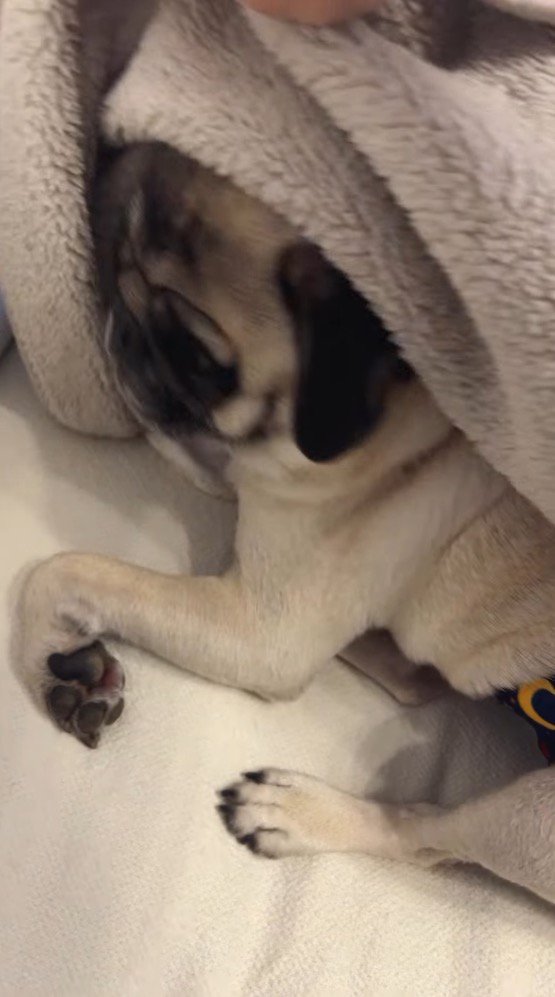 ブランケットをめくられて体を起こす犬