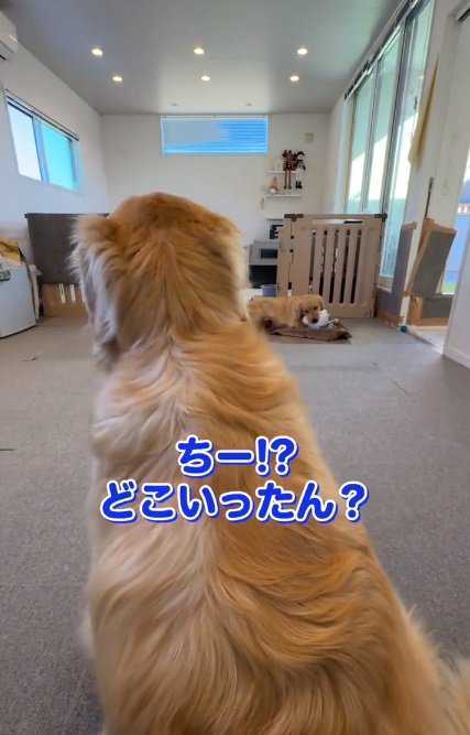 ちあちゃんを呼ぶパパ