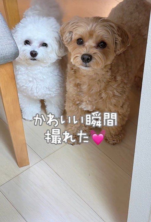 ちろちゃんも加わりました