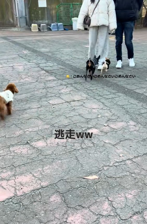 謝るこはくくん