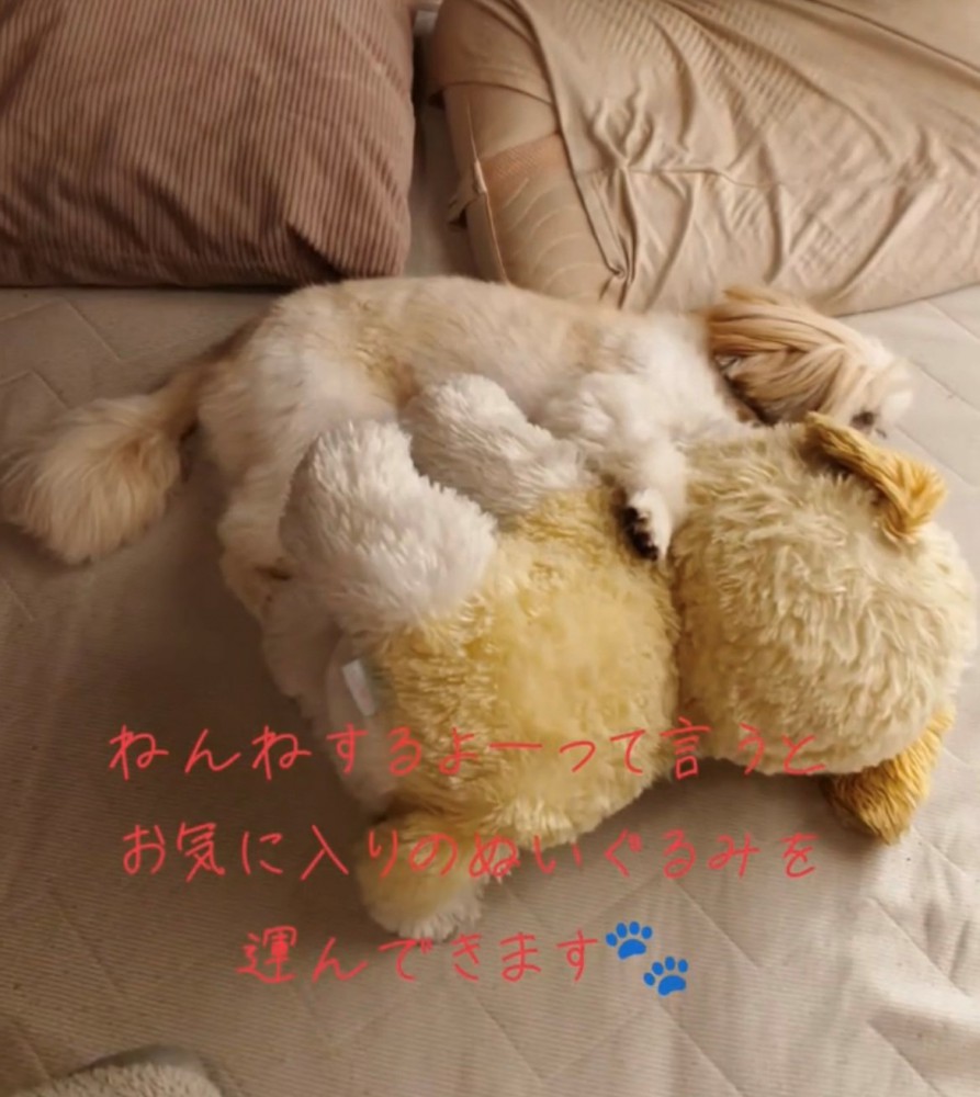 ぬいぐるみと並んで眠る犬