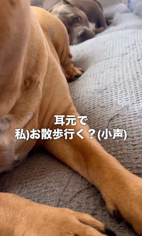 散歩に誘われる中型犬