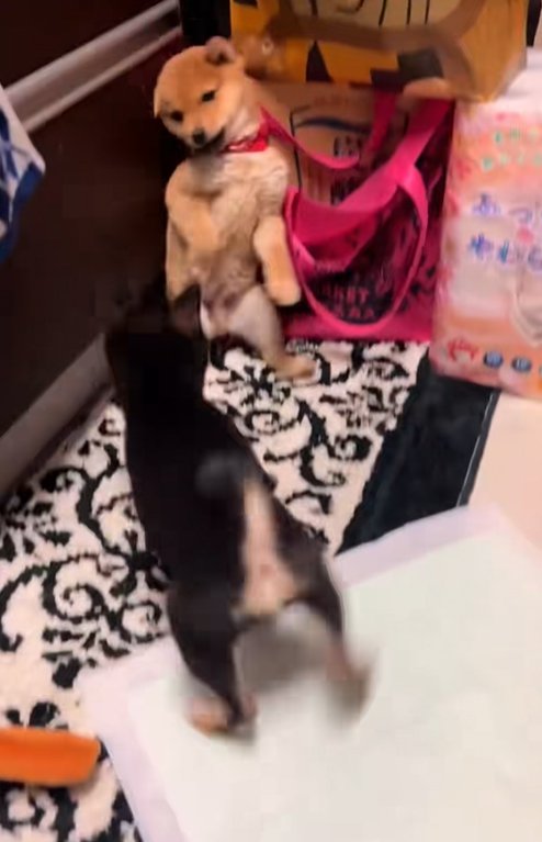 ワンプロ中の豆柴の子犬達