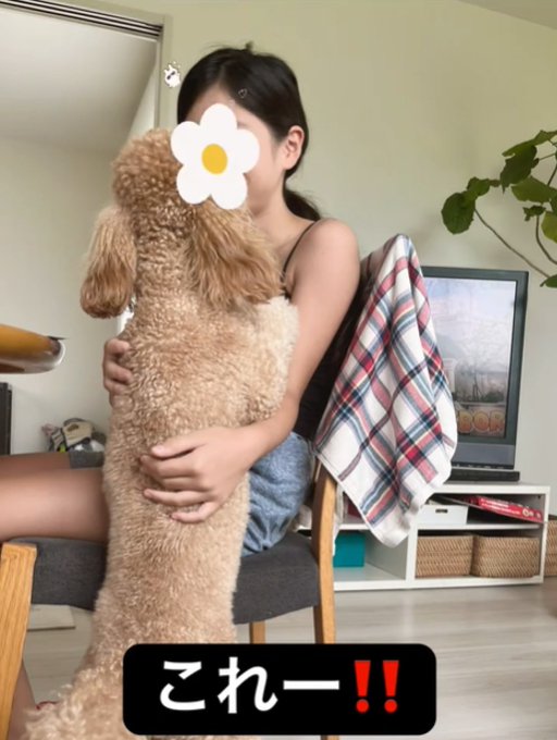 立つ犬
